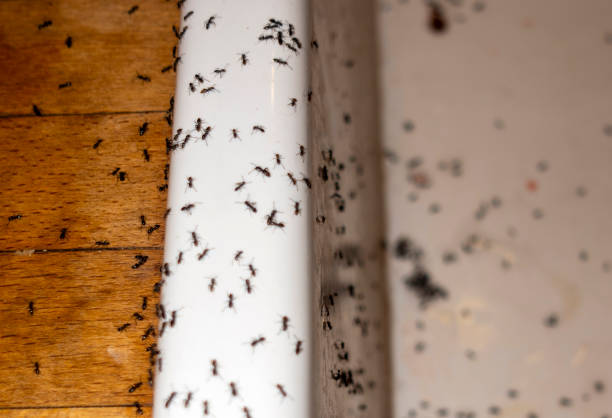 Pest Prevention Services in Soddy Daisy, TN